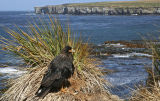 Striated Caracara 